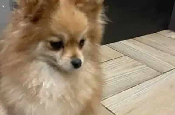 Perro Pomerania Perdido en Mex...
