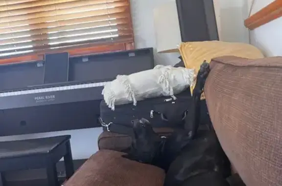 Lost Dog Ori: Help Find Our Friendly Pup!