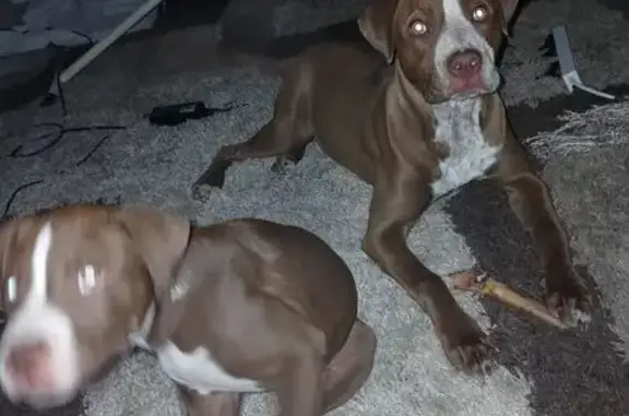 Lost pets , photo: Lost Puppy: Nono in Norwood Payneham