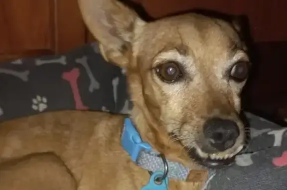 Perra muy buena, algo tímida, llama Luna, delgadita, marrón, dientes bajos por fuera.