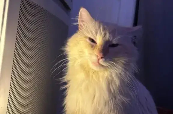 Chat perdu blanc/crème, yeux bleus, Montpellier - photo