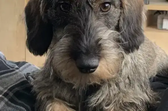 Chien perdu à Tiranges, collier rose - photo