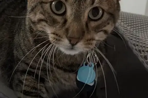 Domestic short hair, tabby, with bengal like markings on his tummy, male neutered, very affectionate. But can be a scaredy cat at first