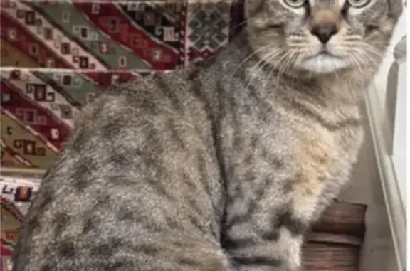 Chat tigré sable perdu à Maidières - photo