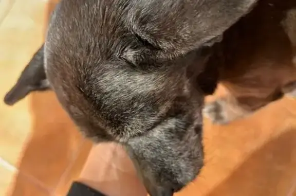 Perro Mayor Perdido en Lorca, Murcia: Negra y Dócil