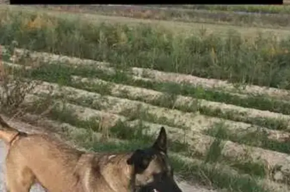 Perro Perdido en Chauchina: Cruce Pastor-Mastín