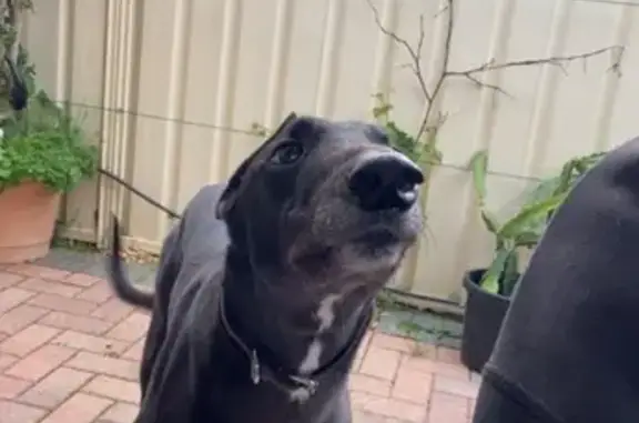 Lost pets , photo: Help Find Benny: Lost Greyhound in Bassendean