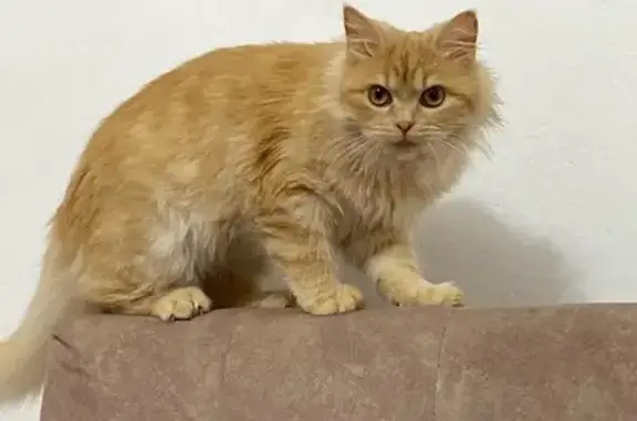 Зникла кішка Руда: допоможіть знайти!