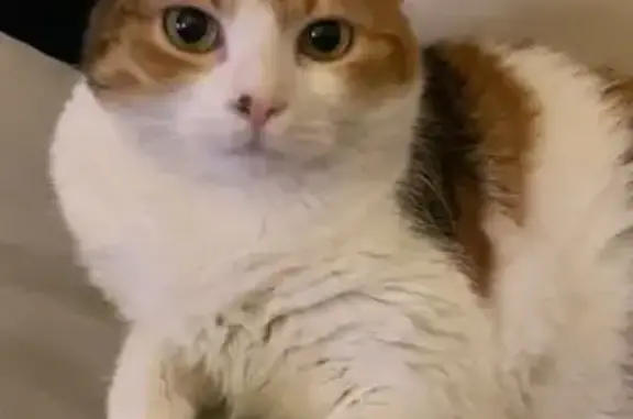 Animaux perdus Anneyron, photo: Petite chatte tricolore perdue à Anneyron