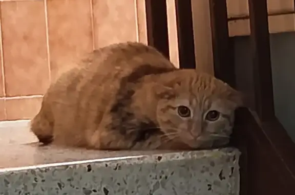 Gato encontrado esta mañana en un portal de Ca n'Anglada en plaça del treball