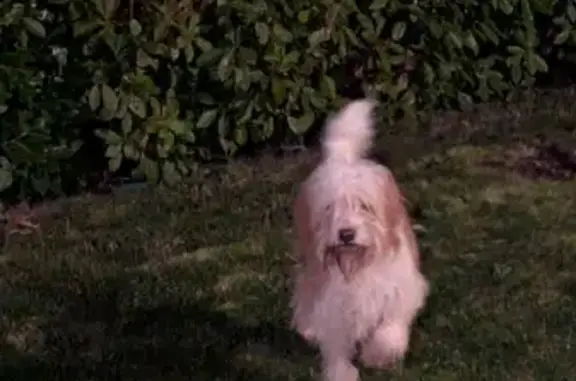 Chien trouvé , photo: Jeune griffon mâle trouvé, blanc/beige