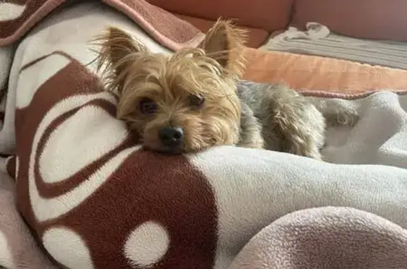 Perro Perdido: KIKO, Marrón y Gris, Murcia