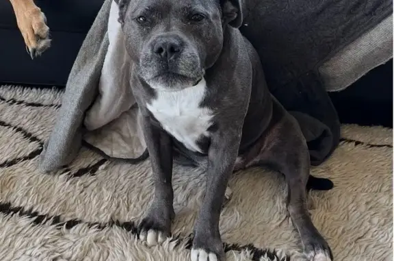 Lost Dog: Blue/Brown, White Chest & Paws