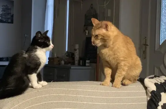 Animaux perdus , photo: Chat roux perdu à Bricquebec