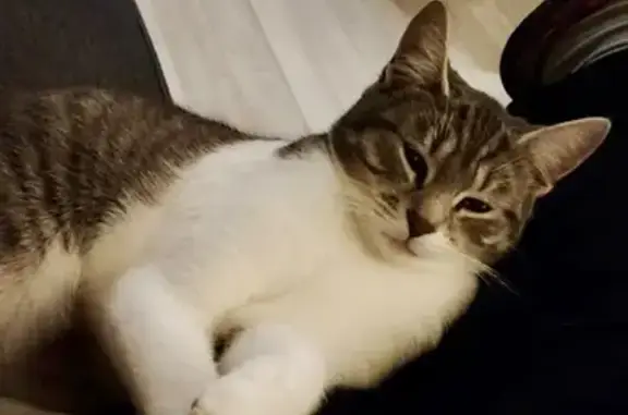 Animaux perdus , photo: Chatte grise/blanche perdue, queue cassée