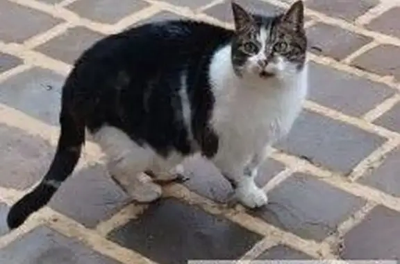 Chat trouvé rue Guy Môquet, Sotteville - photo