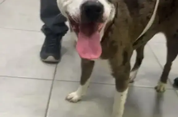 Chien trouvé Lyon, photo: Staffy femelle trouvée rue Viala, Lyon
