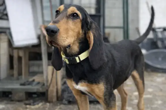 Chien perdu, Bruno du Jura croisé, La Cure - photo