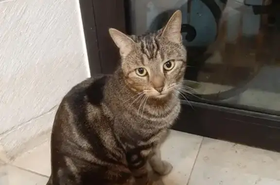 Chat tigré perdu à Nîmes, très sociable - photo