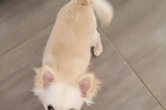 Chihuahua crème perdue au Gouray - photo