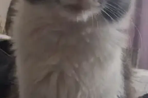 Perle, chatte grise et blanche perdue  - photo