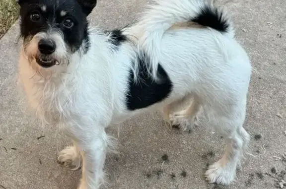 Lost Dogs: Taz & Ginger in San Antonio