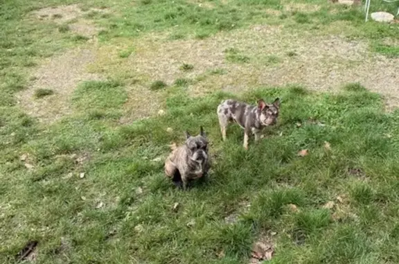 Chien trouvé , photo: Deux bulldogs mâles errants à Donneville