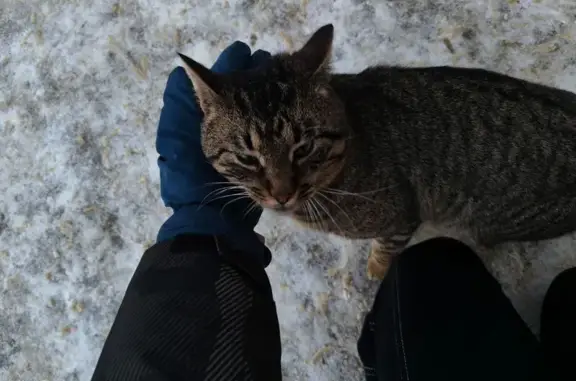 Знайдена кішка: шукаємо господ...