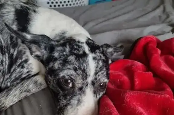 Lost Blue Heeler Mix on Spring Port Rd