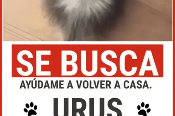 Perro Pomerania Perdido en Sevilla: Ayuda