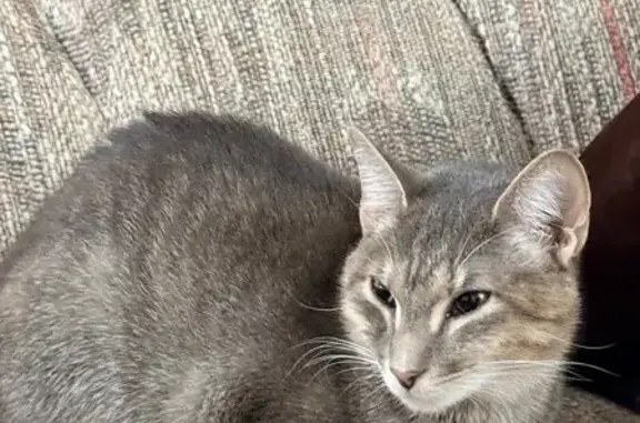 Missing cat , photo: Fearless Feline Lost on Villa De Costa