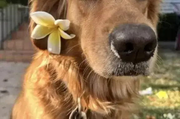 4 years old Golden retriever Service Dog named MILA, Female, SCAR ON FOREHEAD, She has a “Mila” Tag with phone number we do t have access to, but her CHIP has my phone number 7865833836. She is lost on a Boardwalk on south beach last Tuesday. Please call if you see her. No one reported about Her anything. Please help asap