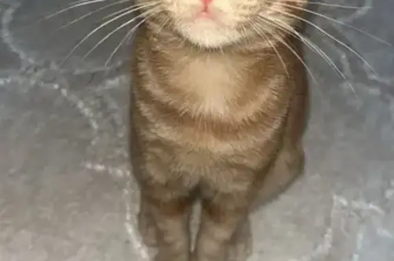 Chaton roux perdu à Roanne, 8 février 2026 - photo