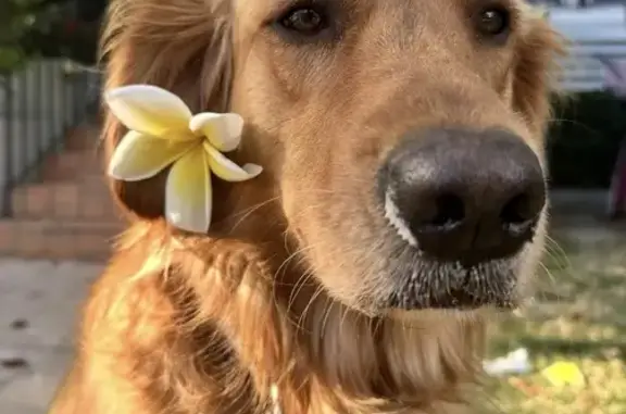 Missing dog Florida City, photo: Help Find Mila: Lost Golden Retriever