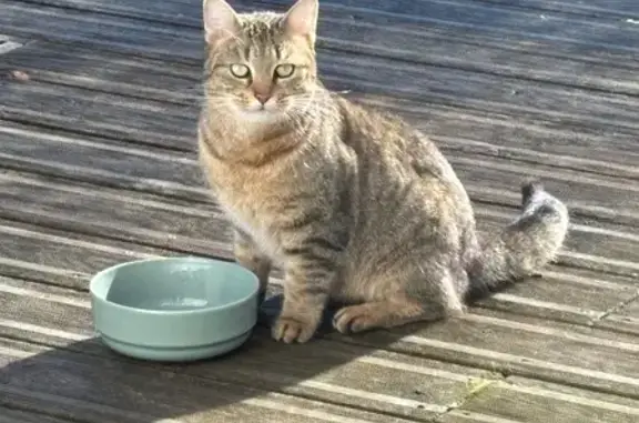 Animaux trouvés , photo: Chat trouvé à Pornic, Pays de la Loire