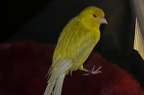 Ave Amarilla con Etiqueta en P...