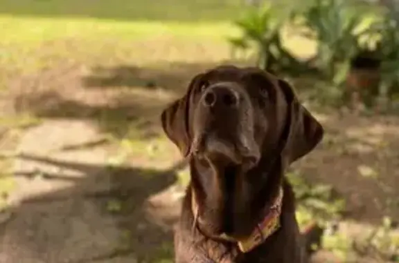 Labradora Chocolate Perdida en Umbrete