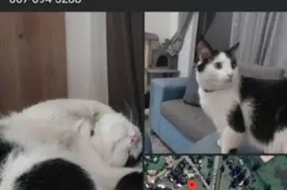 Missing cat , photo: Lost Tuxedo Cat - Patten Rd, Gauteng