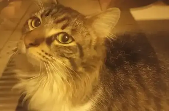 Animaux trouvés , photo: Chat gris et blanc trouvé à Tréflaouénan