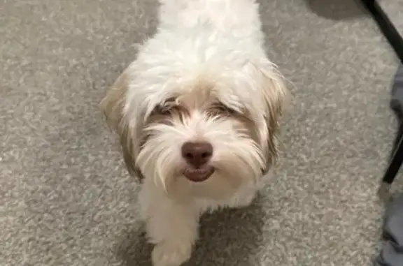 Lost Shihpoo: White/Brown, Towner Ave