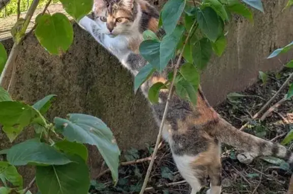 Chatte tricolore perdue, rue Bonjean - photo