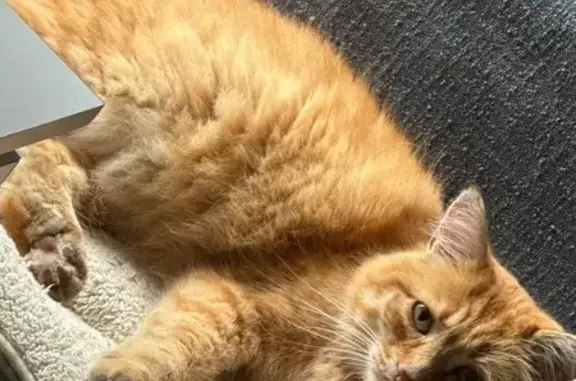 Chat roux perdu, peureux, pucé à Chamalières - photo