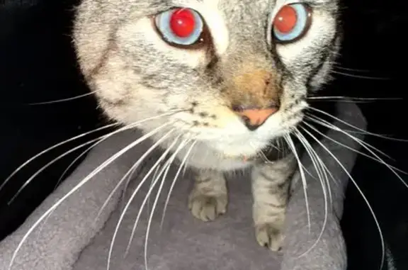 Chat perdu : Gris blanc, yeux bleus, Avignon - photo
