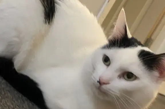 Lost Cat Kondwani: White with...