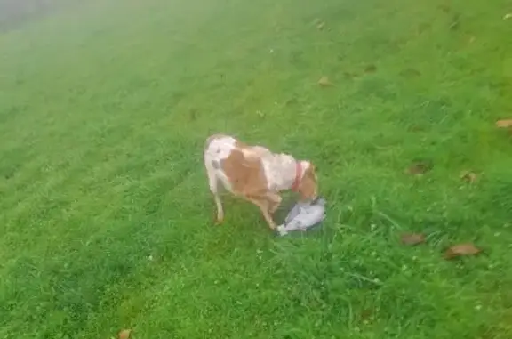 Chien perdu Épagneul breton à Saint-Félix - photo
