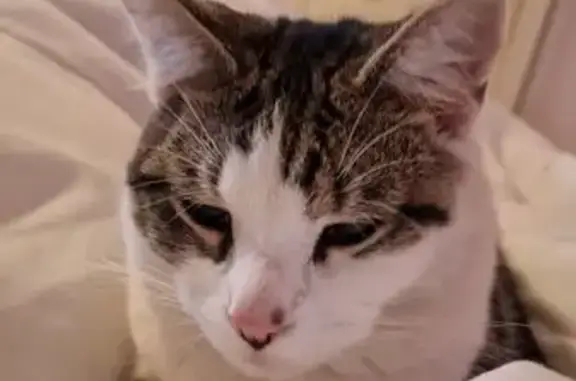 Lost Cat: White & Tabby, Samps...