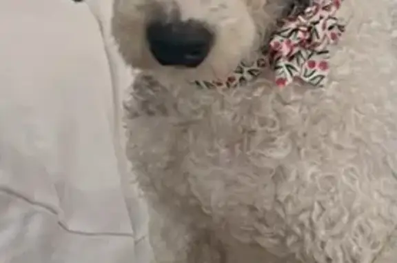 Missing dog , photo: Lost Berniedoodle: Quail Hill Lane