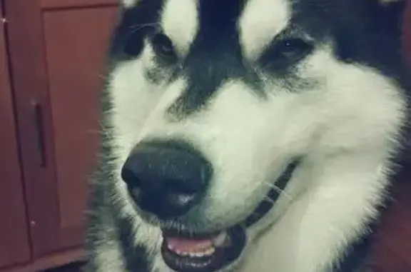 Husky noir et blanc perdu à Laxou - photo