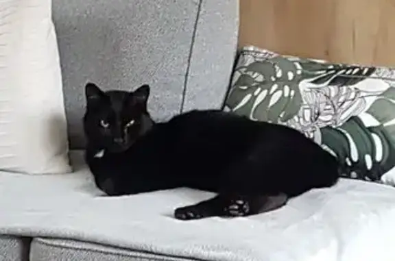 Chat trouvé , photo: Chatte câline cherche foyer à Gouvieux
