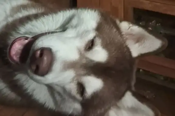 Husky chocolat-blanc perdu à Laxou - photo